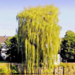 1:1 Galerie 1:1 Galerie
